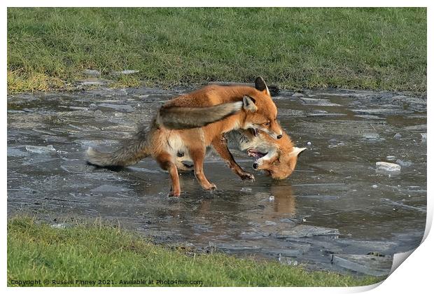 Red Fox Vulpes Vulpes fighting on ice Print by Russell Finney