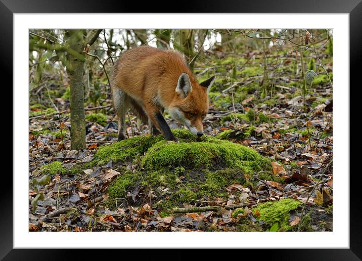 Red Fox (Vulpes Vulpes) in woodland Framed Mounted Print by Russell Finney