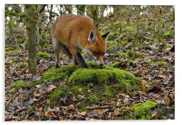 Red Fox (Vulpes Vulpes) in woodland Acrylic by Russell Finney