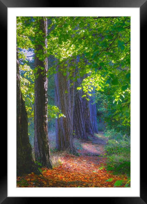 Agden Reservoir Woodland  Framed Mounted Print by Alison Chambers