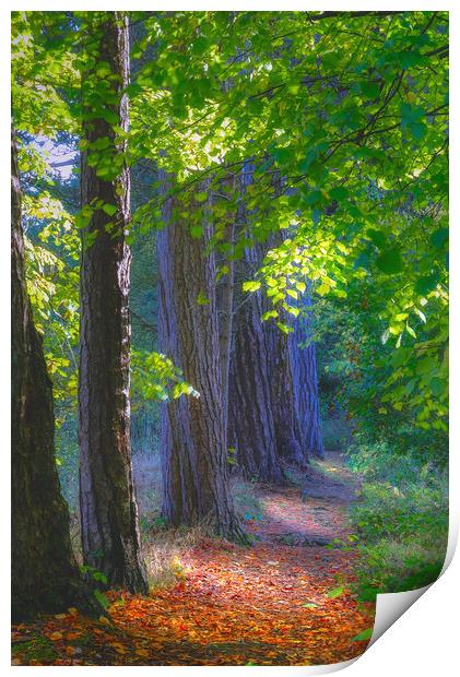 Agden Reservoir Woodland  Print by Alison Chambers