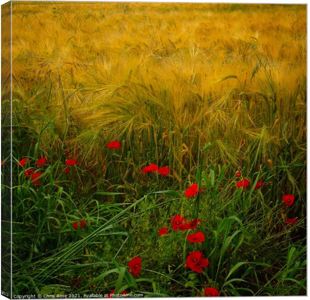 Poppies along the field edge. Canvas Print by Chris Rose