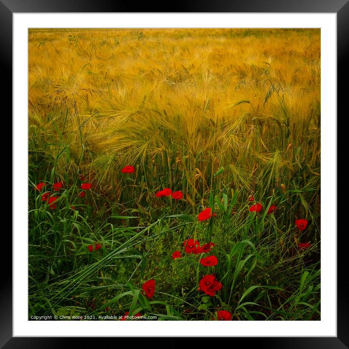 Poppies along the field edge. Framed Mounted Print by Chris Rose