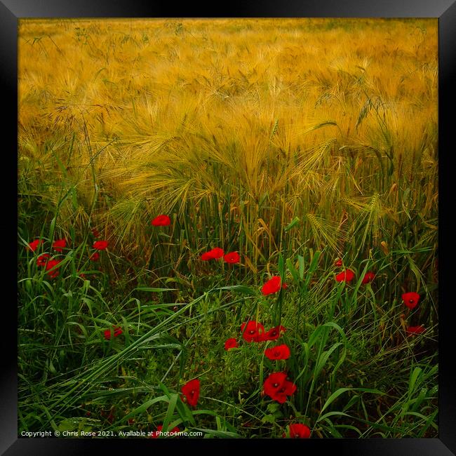 Poppies along the field edge. Framed Print by Chris Rose