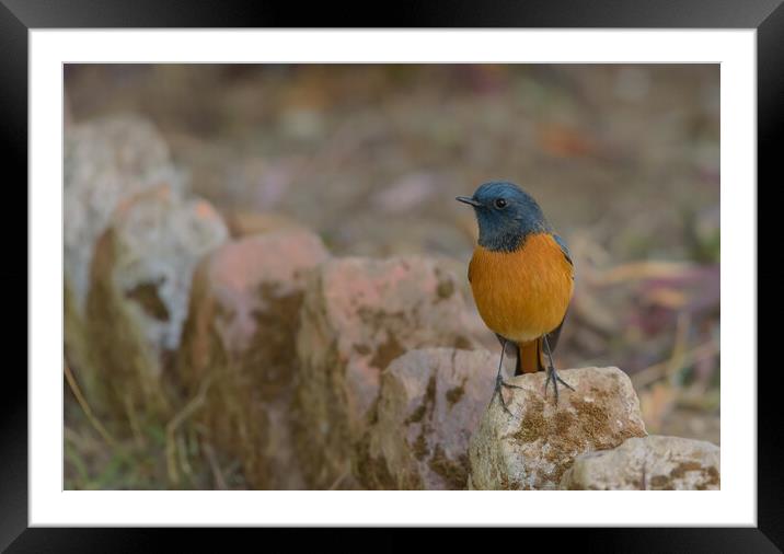 A colorful bird perched on a rock Framed Mounted Print by NITYANANDA MUKHERJEE