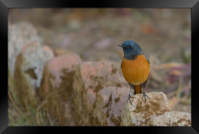 A colorful bird perched on a rock Framed Print by NITYANANDA MUKHERJEE