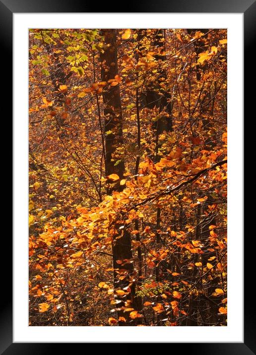 Autumn Leaves Framed Mounted Print by Simon Johnson