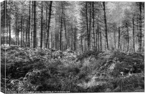 Cannock Chase Woods Monochrome  Canvas Print by Diana Mower