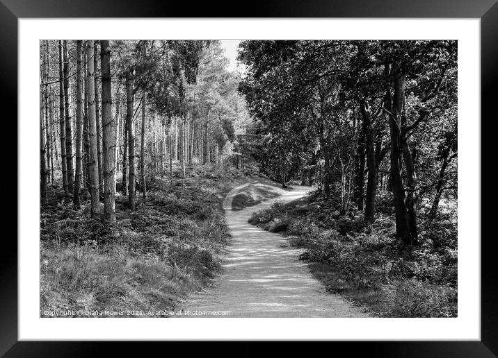 Cannock Chase trails Monochrome Framed Mounted Print by Diana Mower