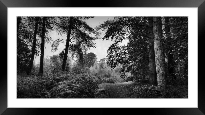 Autumnal Black & White  Framed Mounted Print by Jon Fixter