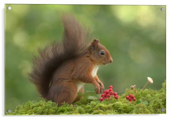 Red Squirrel Acrylic by Macrae Images