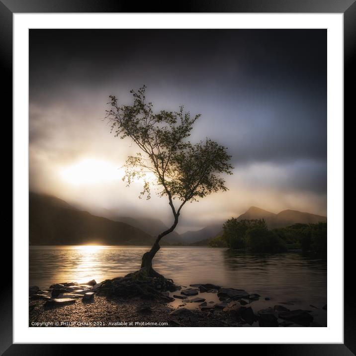 Soft and dreamy tree 619 Framed Mounted Print by PHILIP CHALK