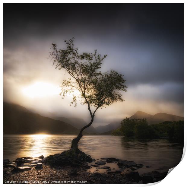 Soft and dreamy tree 619 Print by PHILIP CHALK