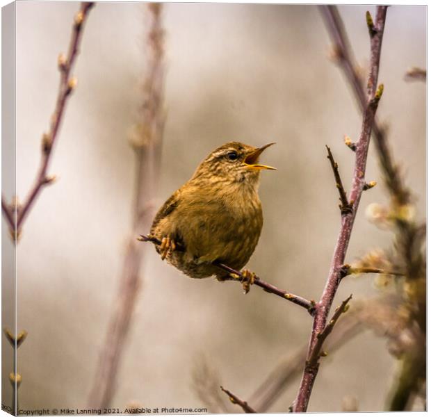 Singing wren Canvas Print by Mike Lanning