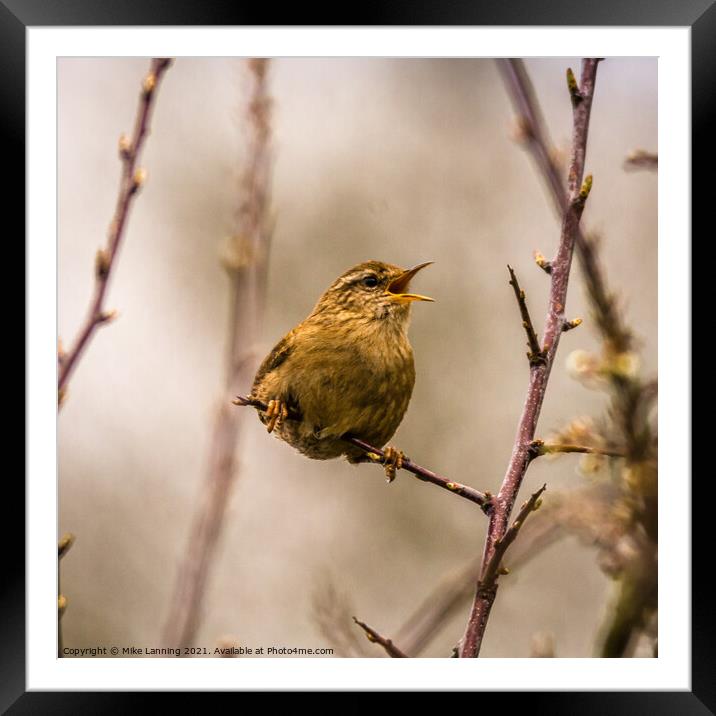 Singing wren Framed Mounted Print by Mike Lanning