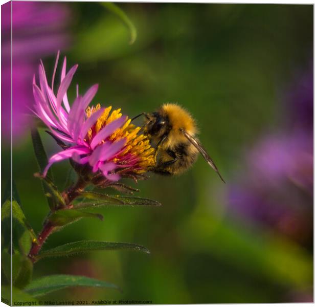 Bee close up on Aster Canvas Print by Mike Lanning