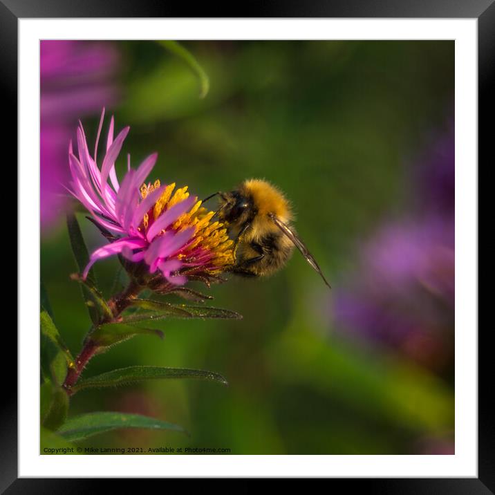 Bee close up on Aster Framed Mounted Print by Mike Lanning