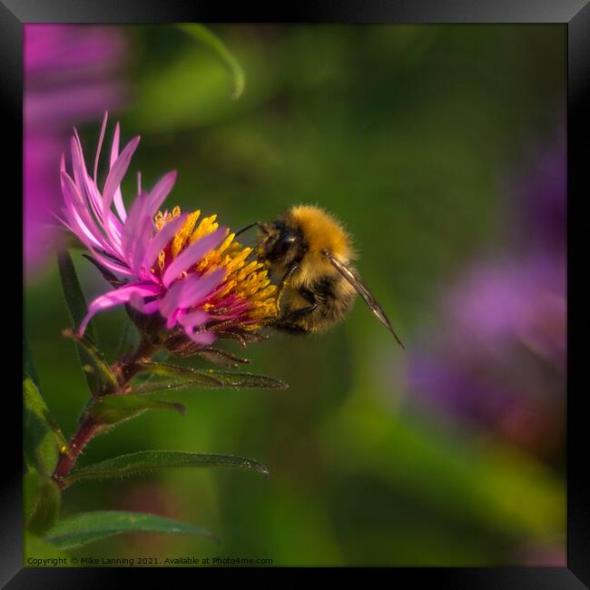 Bee close up on Aster Framed Print by Mike Lanning