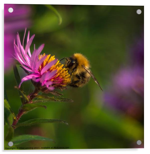 Bee close up on Aster Acrylic by Mike Lanning