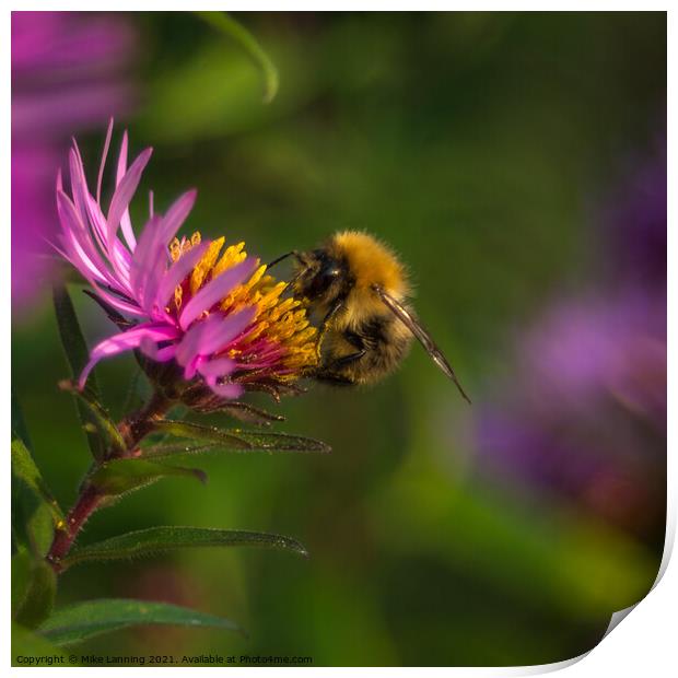 Bee close up on Aster Print by Mike Lanning