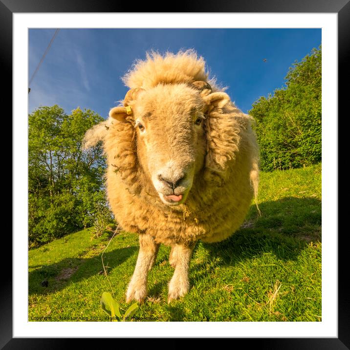 Ewe What? Framed Mounted Print by Mike Lanning