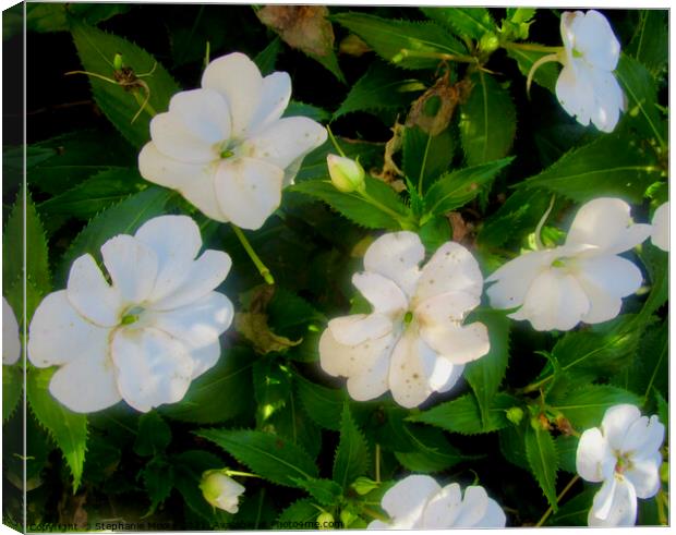 White Impatiens Canvas Print by Stephanie Moore