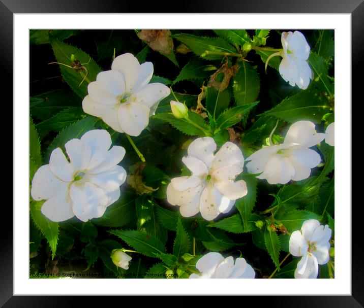 White Impatiens Framed Mounted Print by Stephanie Moore