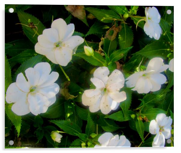 White Impatiens Acrylic by Stephanie Moore