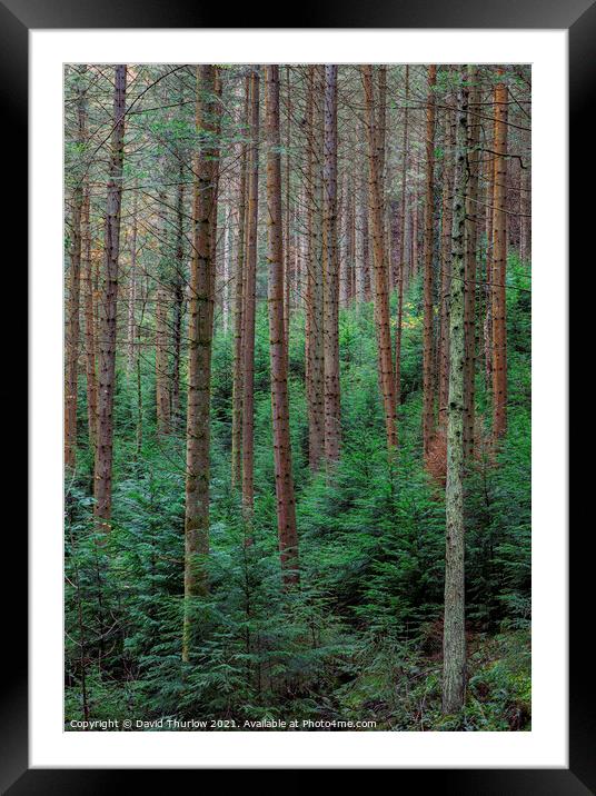 Plant tree Framed Mounted Print by David Thurlow