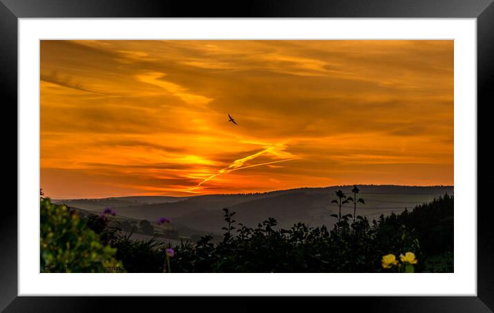 Sunset Swallow Framed Mounted Print by Mike Lanning