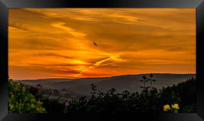 Sunset Swallow Framed Print by Mike Lanning