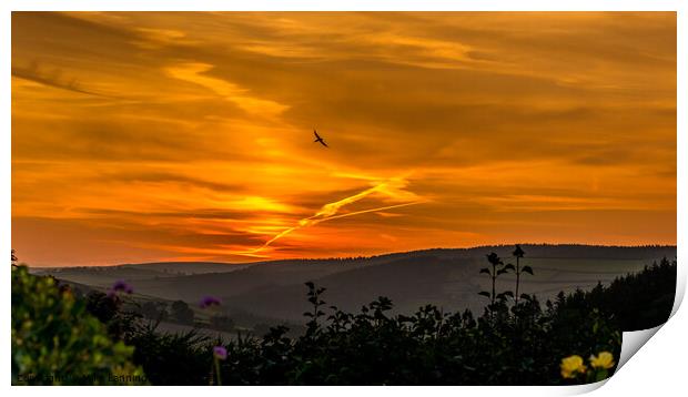 Sunset Swallow Print by Mike Lanning