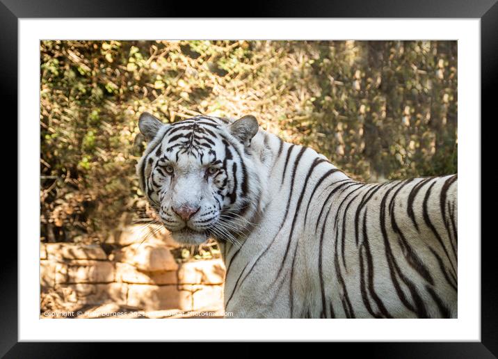 White Tiger related to the bengal Tiger  Framed Mounted Print by Holly Burgess