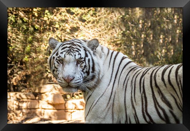 White Tiger related to the bengal Tiger  Framed Print by Holly Burgess