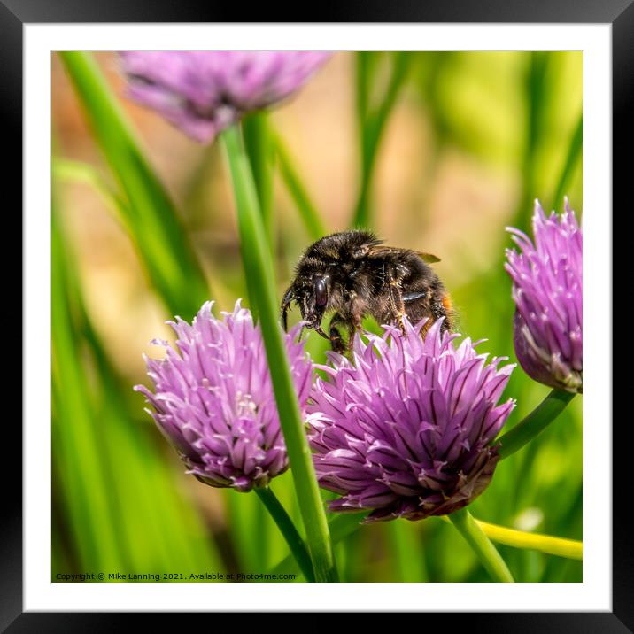 Bee on Chive flower Framed Mounted Print by Mike Lanning