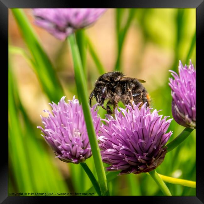 Bee on Chive flower Framed Print by Mike Lanning