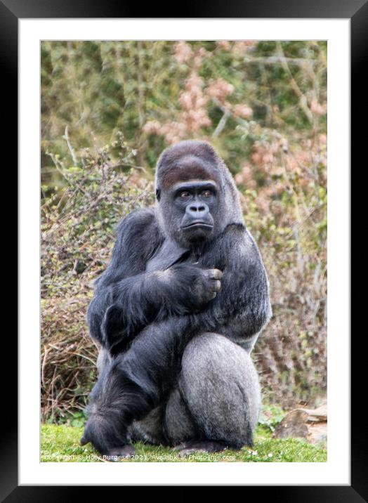 Silverback Gorilla: A Jungle Sovereign Framed Mounted Print by Holly Burgess