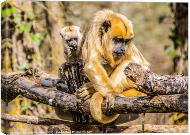 Gibbon and her young  Canvas Print by Holly Burgess