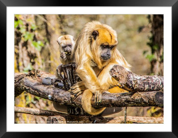 Gibbon and her young  Framed Mounted Print by Holly Burgess