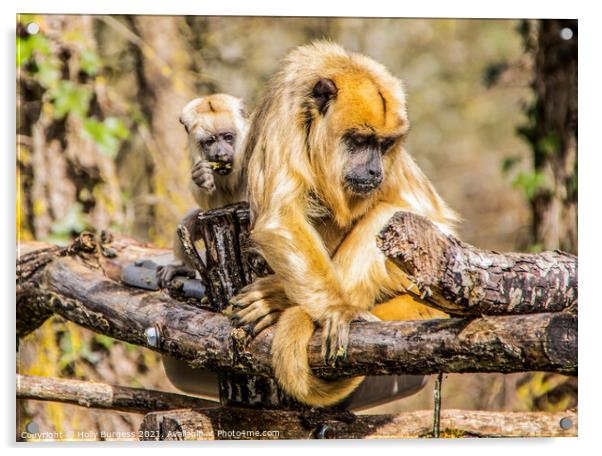Gibbon and her young  Acrylic by Holly Burgess
