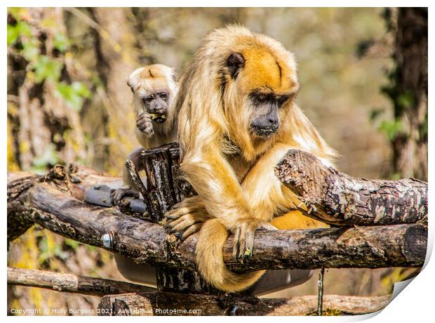 Gibbon and her young  Print by Holly Burgess