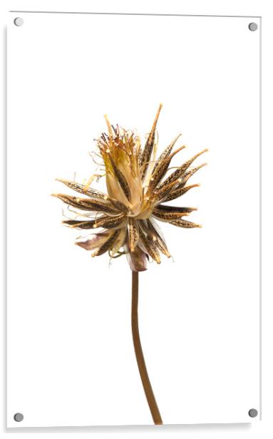 Cosmos flower seeds Acrylic by Antonio Ribeiro