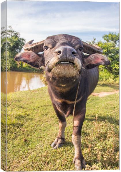 Water Buffalo in Sisaket  Thailand Southeast Asia Canvas Print by Wilfried Strang