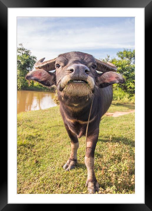 Water Buffalo in Sisaket  Thailand Southeast Asia Framed Mounted Print by Wilfried Strang