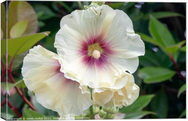 Hollyhock flowers Canvas Print by Kevin Hellon
