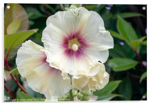 Hollyhock flowers Acrylic by Kevin Hellon