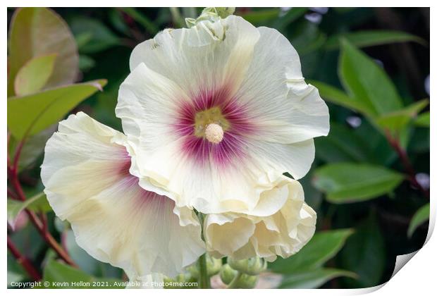 Hollyhock flowers Print by Kevin Hellon