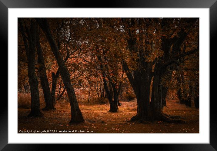 Autumnal Forest Framed Mounted Print by Angela H