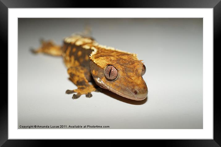 Crested Gecko Framed Mounted Print by Amanda Lucas