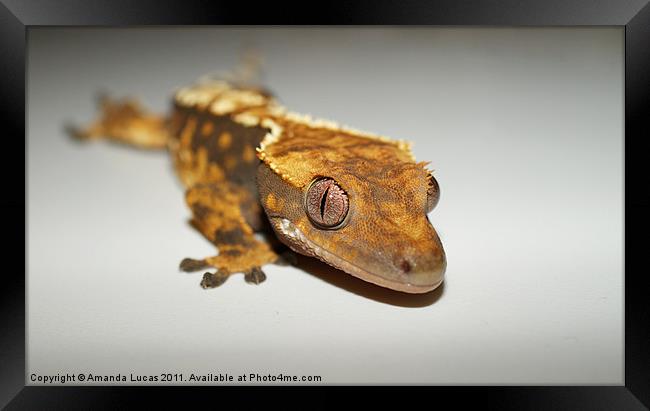 Crested Gecko Framed Print by Amanda Lucas